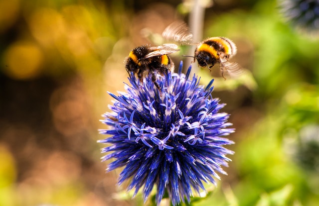 夢見蜜蜂是什麼意思