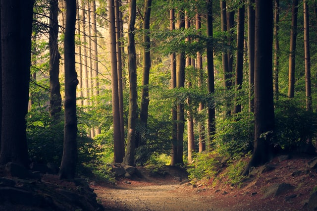 夢見森林是什麼意思？