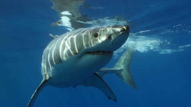夢見鯊魚是什麼意思