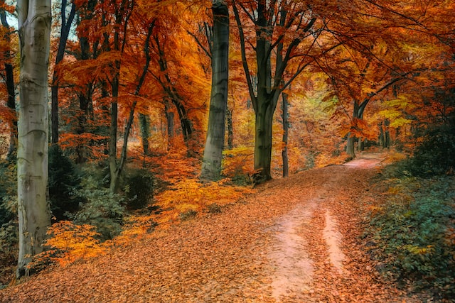 夢見秋天是什麼意思？