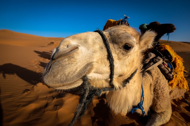 夢見駱駝是什麼意思