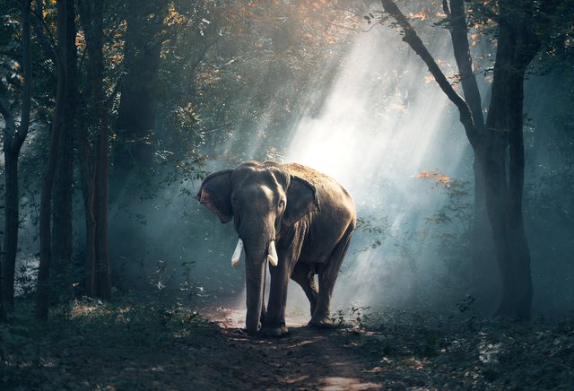 夢見大象是什麼意思