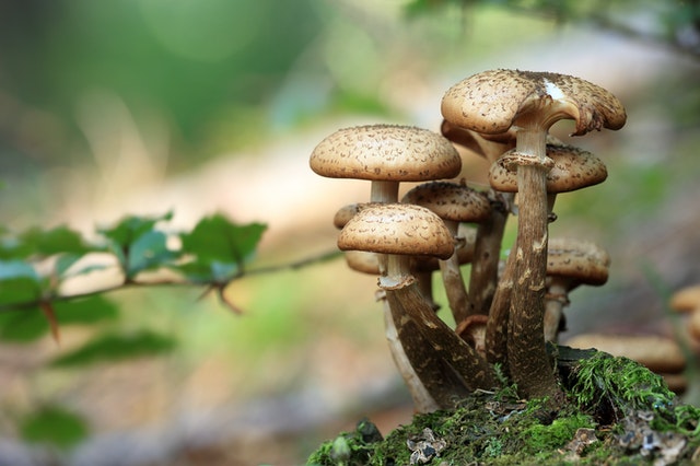 夢見蘑菇是什麼意思