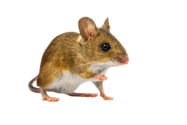 夢見老鼠是什麼意思