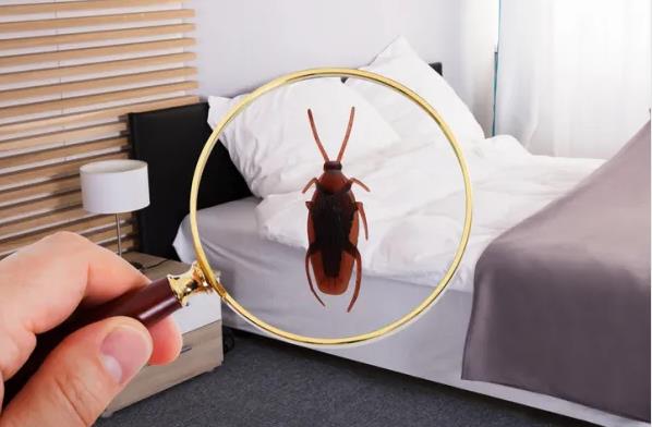 夢見蟑螂是什麼意思