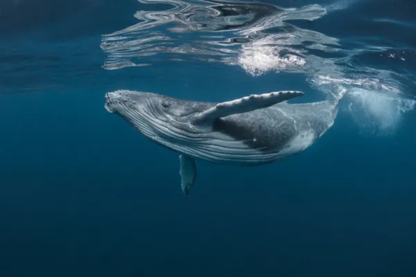 夢見鯨魚是什麼意思
