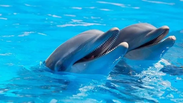 夢見海豚是什麼意思