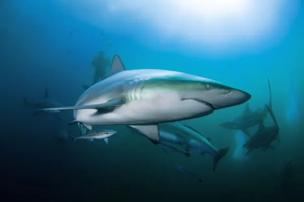夢見鯊魚是什麼意思