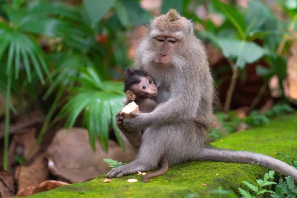 新周公解夢：夢見猴子是什麼意思