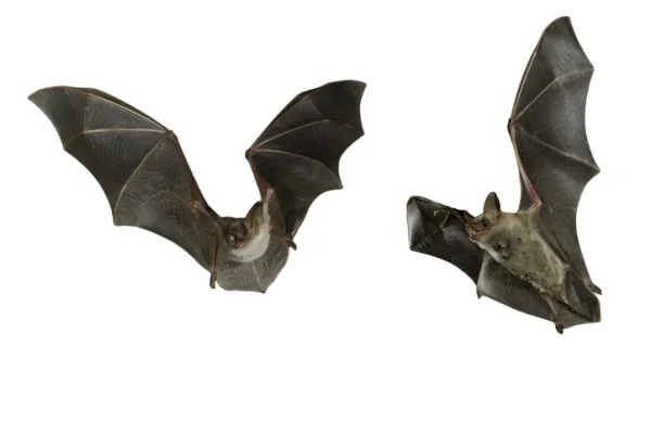新周公解夢：夢見蝙蝠是什麼意思