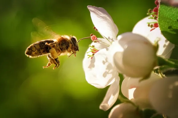 新周公解夢：夢見蜜蜂是什麼意思？
