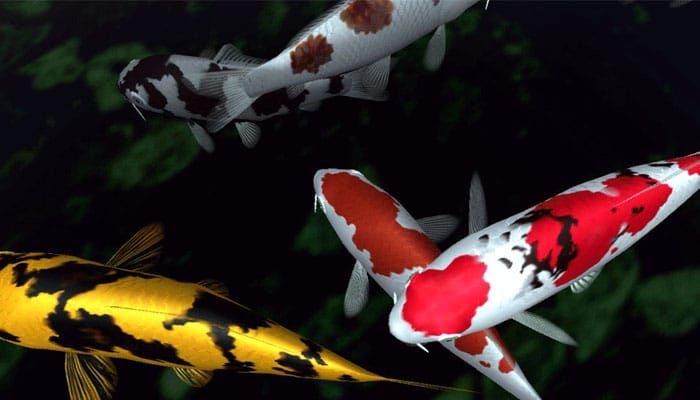 夢見錦鯉、鯉魚是什麼意思