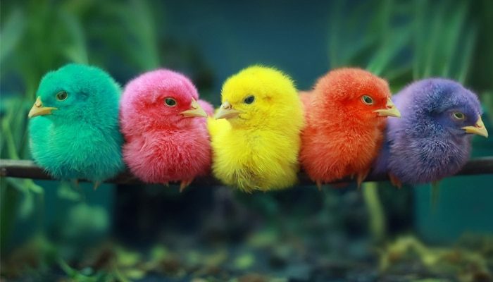 夢見彩色小雞是什麼預兆周公解夢