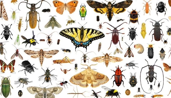 夢見昆蟲是什麼預兆和意思