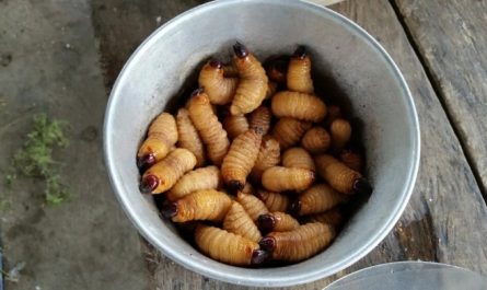 夢見蛆蟲的夢境解析