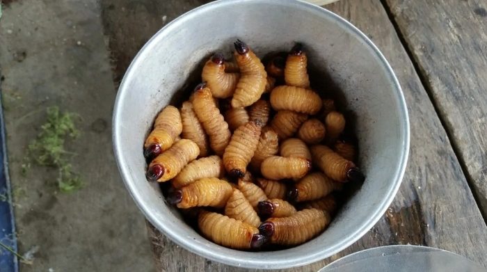 10 個夢見蛆蟲的夢境解析 – 精神意義和象徵