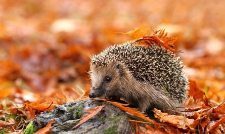 心理學上的刺蝟困境是什麼及例子