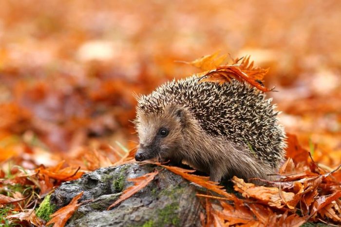 心理學上的刺蝟困境是什麼及例子