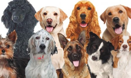 夢見狗代表什麼意思？為什麼會夢到狗？