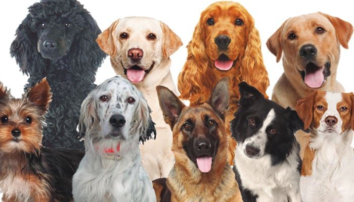 夢見狗代表什麼意思？為什麼會夢到狗？