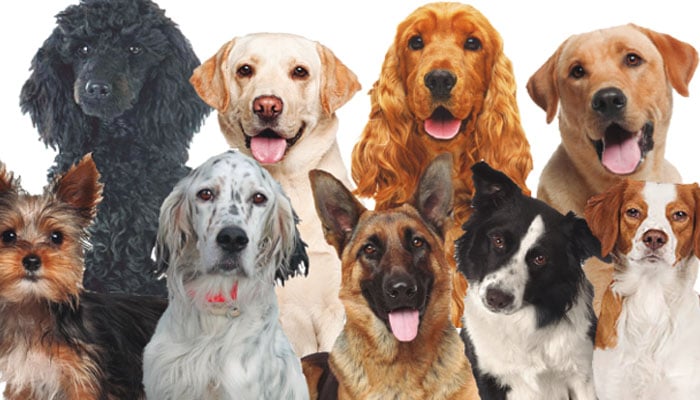 夢見狗代表什麼意思？為什麼會夢到狗？