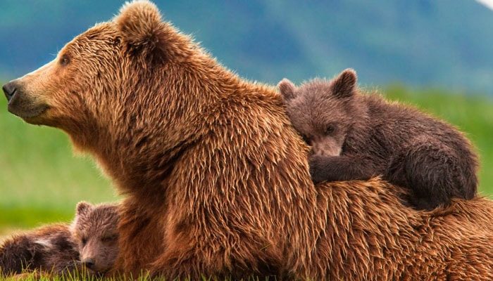 夢見熊代表什麼意思？為什麼會夢到熊？