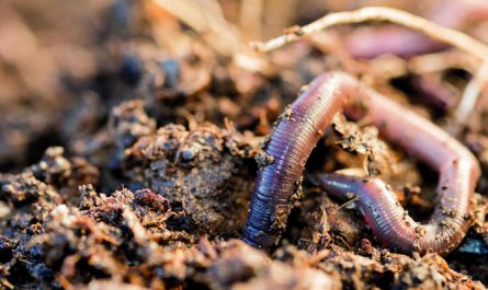 夢見蟲子代表什麼意思？為什麼會夢到蟲子？