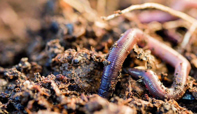 夢見蟲子代表什麼意思？為什麼會夢到蟲子？