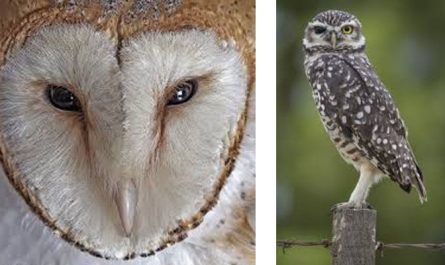 夢見貓頭鷹代表什麼意思？為什麼會夢到貓頭鷹？