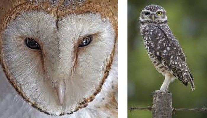 夢見貓頭鷹代表什麼意思？為什麼會夢到貓頭鷹？