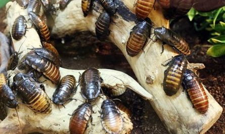 夢見蟑螂代表什麼意思？為什麼會夢到蟑螂？