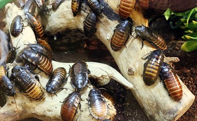 夢見蟑螂代表什麼意思？為什麼會夢到蟑螂？