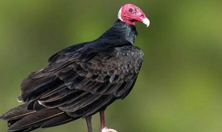 夢見禿鷲代表什麼意思？為什麼會夢到禿鷲？