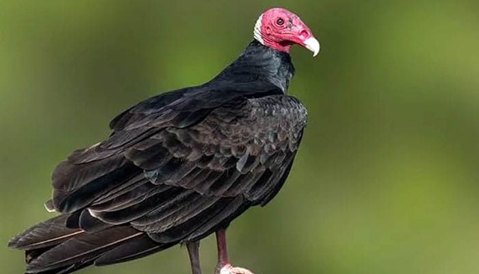 夢見禿鷲代表什麼意思？為什麼會夢到禿鷲？