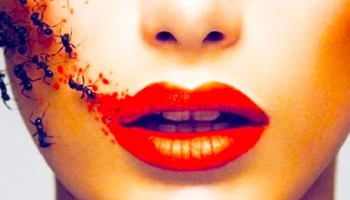 夢見螞蟻代表什麼意思？為什麼會夢到螞蟻？