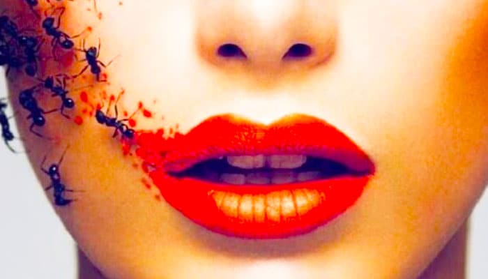 夢見螞蟻代表什麼意思？為什麼會夢到螞蟻？