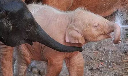 夢見大象代表什麼意思？為什麼會夢到大象？