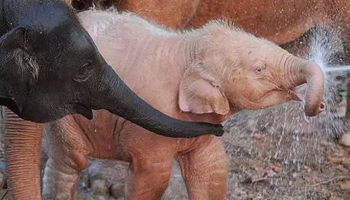 夢見大象代表什麼意思？為什麼會夢到大象？