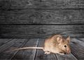 鼠恐懼症：症狀、病因與治療