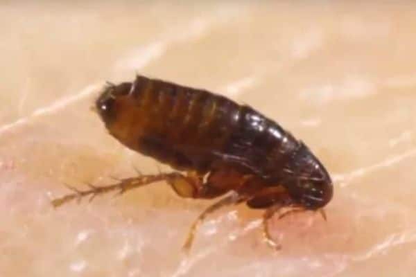 夢見跳蚤是什麼意思？心理學解讀