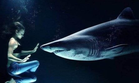 夢見鯊魚是什麼意思？心理學解讀